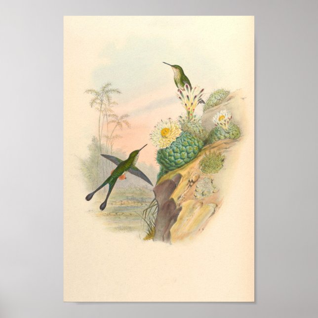 Vintage Hummingvögel Art Bird Print Blume Kaktus Poster (Vorne)