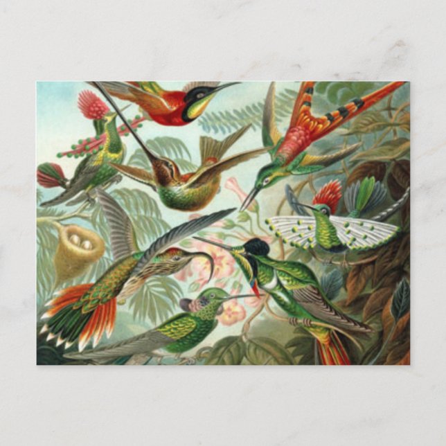 Vintage Hummingvögel Postkarte (Vorderseite)