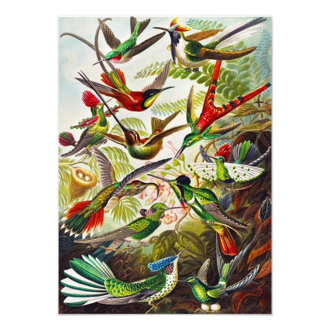 Vintage Hummingvögel von Ernst Haeckel Fotodruck (Vorne)