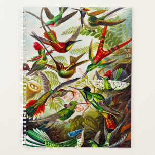 Vintage Hummingvögel von Ernst Haeckel Planer
