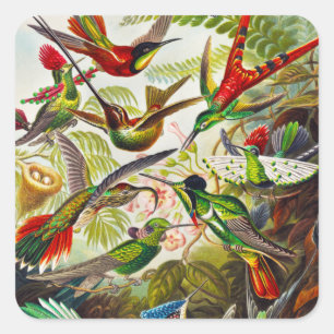Vintage Hummingvögel von Ernst Haeckel Quadratischer Aufkleber