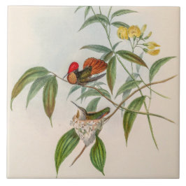 Vintage Hummingvögel von John Gould Fliese