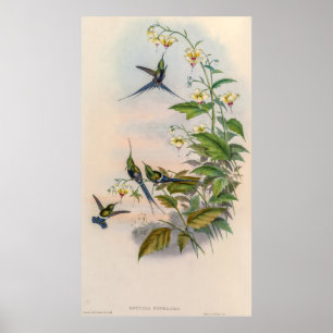 Vintage Hummingvögel von John Gould Poster