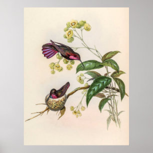 Vintage Hummingvögel von John Gould Poster