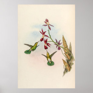 Vintage Hummingvögel von John Gould Poster