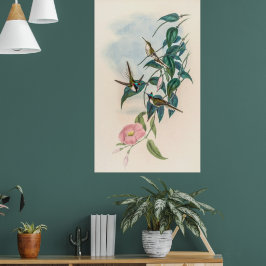 Vintage Hummingvögel von John Gould Poster