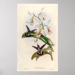 Vintage Hummingvögel von John Gould Poster