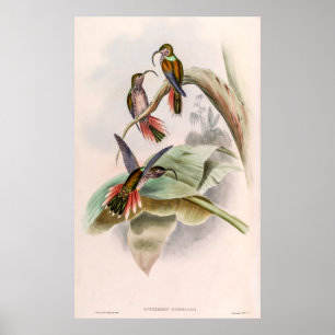Vintage Hummingvögel von John Gould Poster
