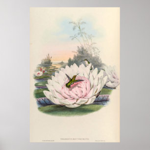 Vintage Hummingvögel von John Gould Poster