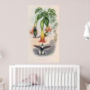 Vintage Hummingvögel von John Gould Poster