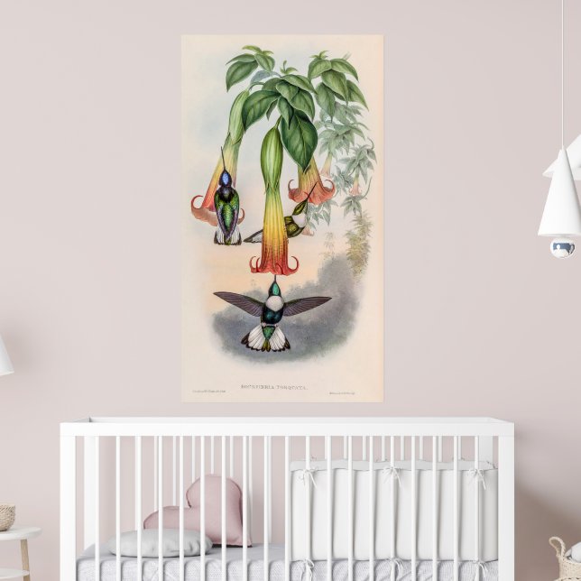 Vintage Hummingvögel von John Gould Poster (Kinderzimmer 2)