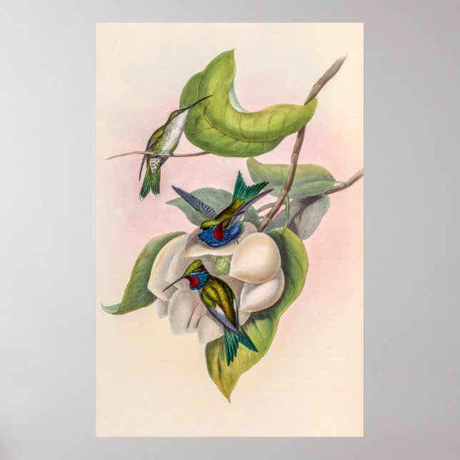 Vintage Hummingvögel von John Gould Poster (Vorne)