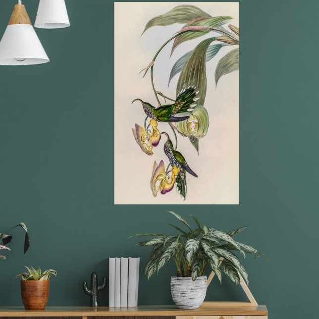 Vintage Hummingvögel von John Gould Poster (Wohnzimmer 1)