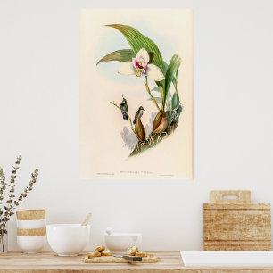 Vintage Hummingvögel von John Gould Poster