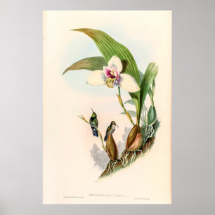 Vintage Hummingvögel von John Gould Poster