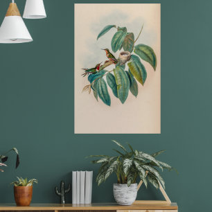 Vintage Hummingvögel von John Gould Poster
