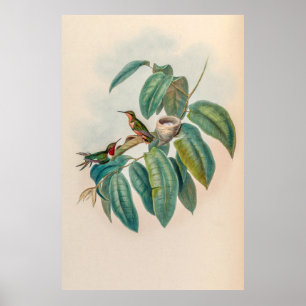 Vintage Hummingvögel von John Gould Poster