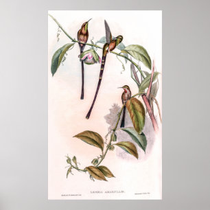 Vintage Hummingvögel von John Gould Poster