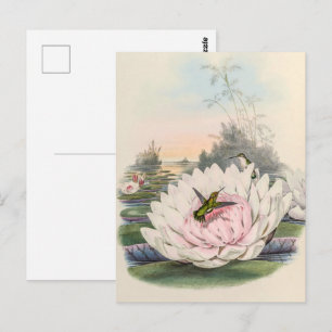 Vintage Hummingvögel von John Gould Postkarte