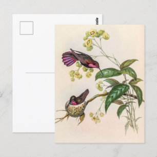 Vintage Hummingvögel von John Gould Postkarte