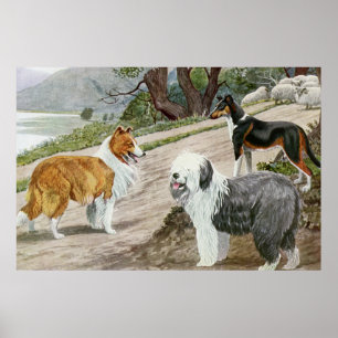 Vintage-Hunde-Liebhaber-Kunst Collie-Trio Poster