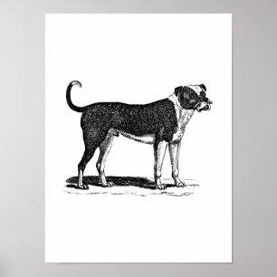 Vintage-Hundeillustration Bulldogge 1800er Jahre - Poster