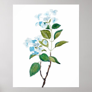 Vintage Hydrangea-Blume Poster