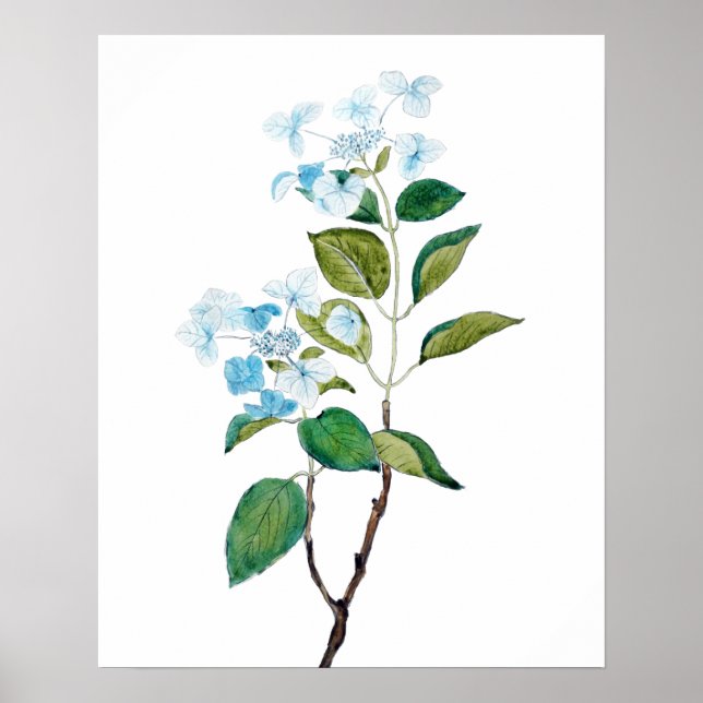Vintage Hydrangea-Blume Poster (Vorne)
