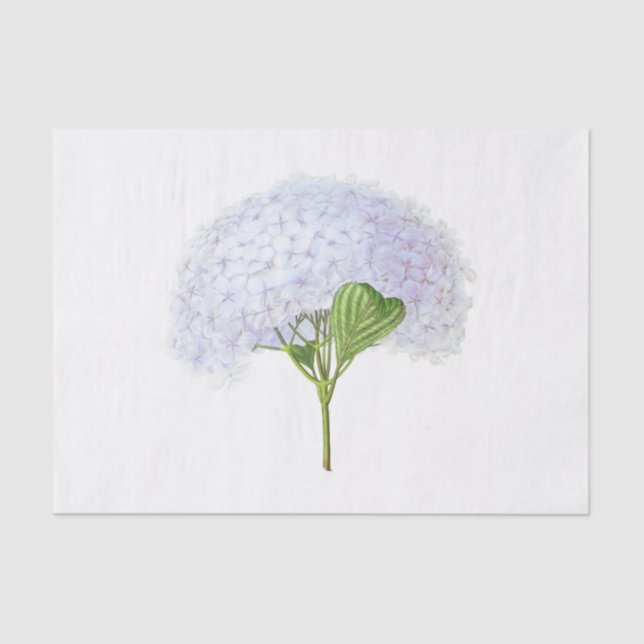 Vintage Hydrangea-Blume Seidenpapier (Vorderseite)