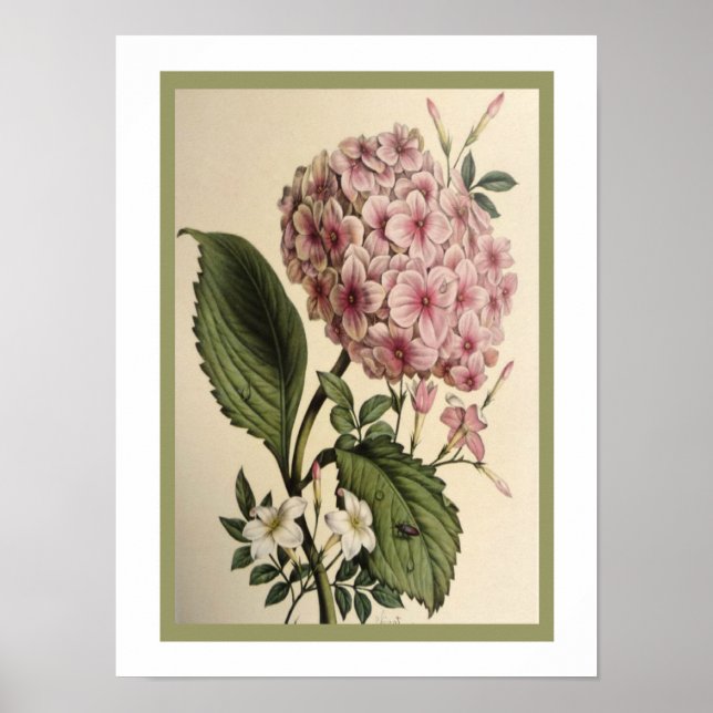 Vintage Hydrangea Print 12 x 16 Poster (Vorne)