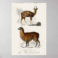 Vintage Illustration Alpaca und Antilope