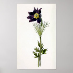 Vintage Illustration "Anemone Pulsatilla" Poster