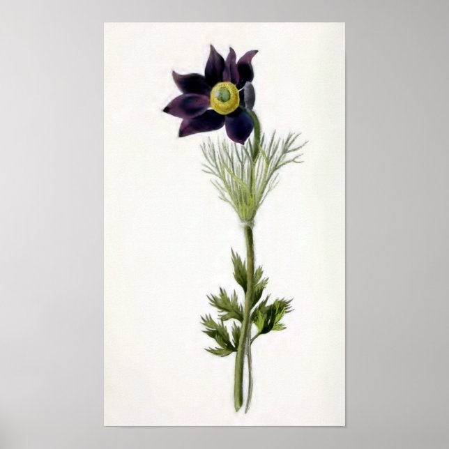 Vintage Illustration "Anemone Pulsatilla" Poster (Vorne)