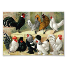 Vintage Illustration "Bantams"