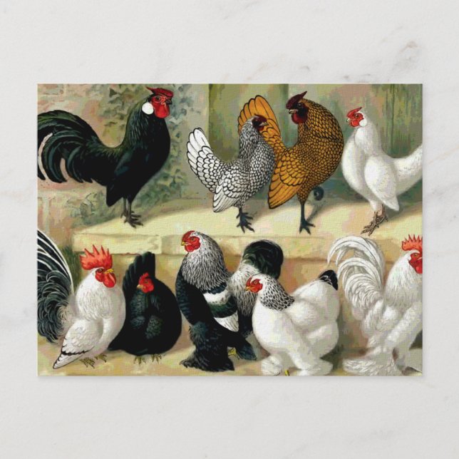 Vintage Illustration "Bantams" Postkarte (Vorderseite)