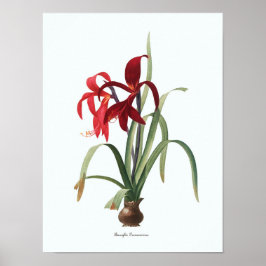 Vintage Illustration Botanische Kunst Poster
