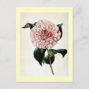 Vintage Illustration "Camellia Japonica" Postkarte