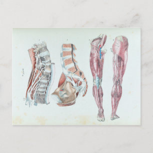 Vintage-Illustration der Anatomie menschlicher Bei Postkarte