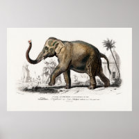 Vintage Illustration der asiatischen Elefanten aus
