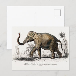 Vintage Illustration der asiatischen Elefanten aus Postkarte