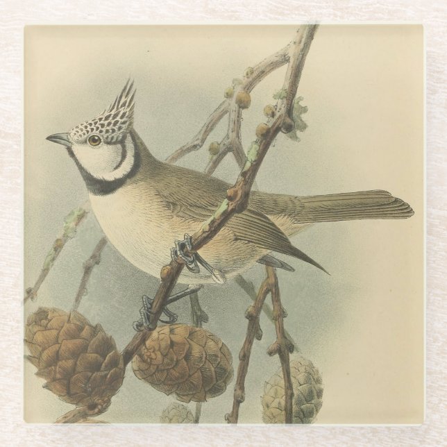 Vintage Illustration der europäischen Crested Tit Glasuntersetzer (Vorderseite)