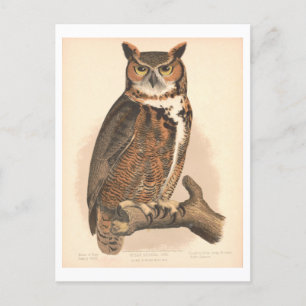 Vintage Illustration der Großhornschnecke Postkarte