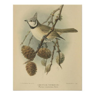 Vintage-Illustration der Haubenmeise Poster