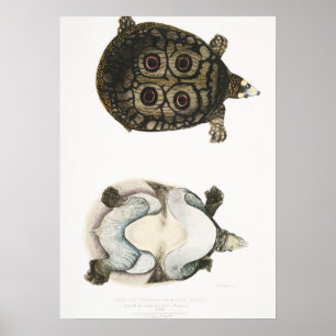 Vintage-Illustration der Landschildkröten/Schildkr Poster