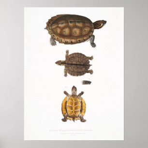 Vintage-Illustration der Landschildkröten/Schildkr Poster