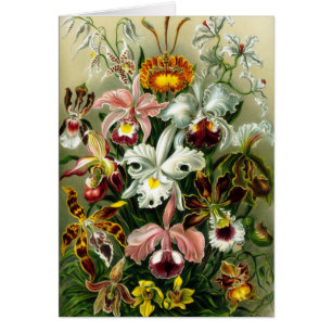 Vintage Illustration der Orchideen