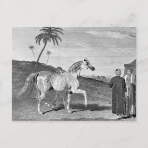 Vintage Illustration des Arabianischen Pferdes Postkarte