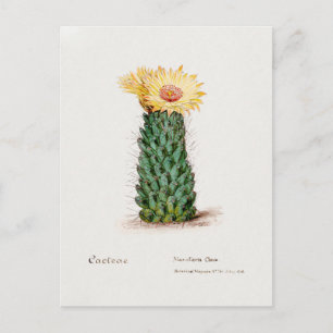 Vintage-Illustration des Bienenstockkaktus Postkarte