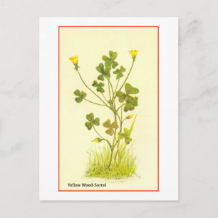 Vintage Illustration des Gelbwald-Sorrel Postkarte