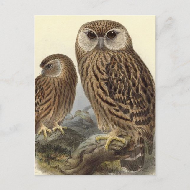 Vintage Illustration des Laughing Owl Postkarte (Vorderseite)